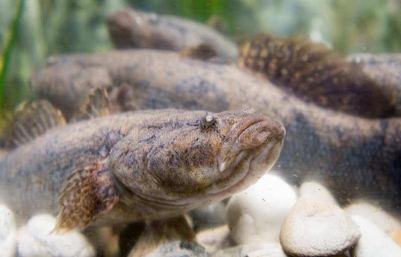 Oxyeleotris marmoratus, goby fish