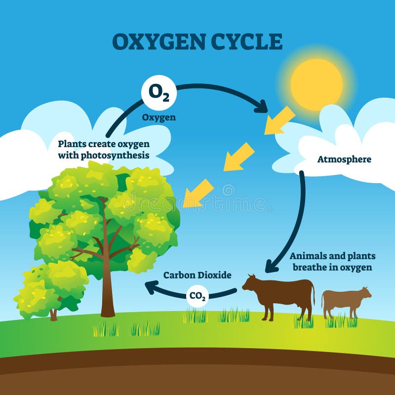 Oxygen Cycle Vector Illustration. Labeled Educational O2 Circulation Scheme  Stock Vector - Illustration of education, cyclic: 180029607