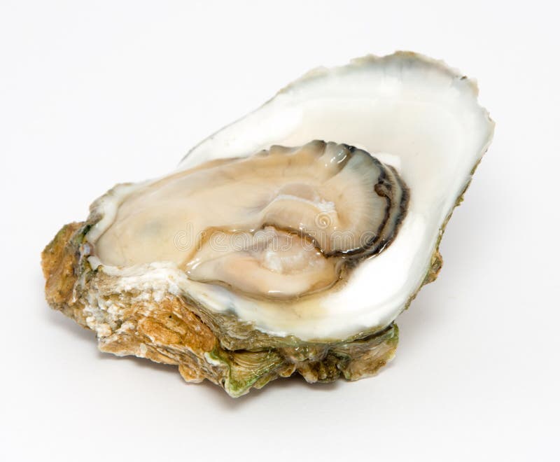 Open oyster with pearl stock image. Image of precious 7306561