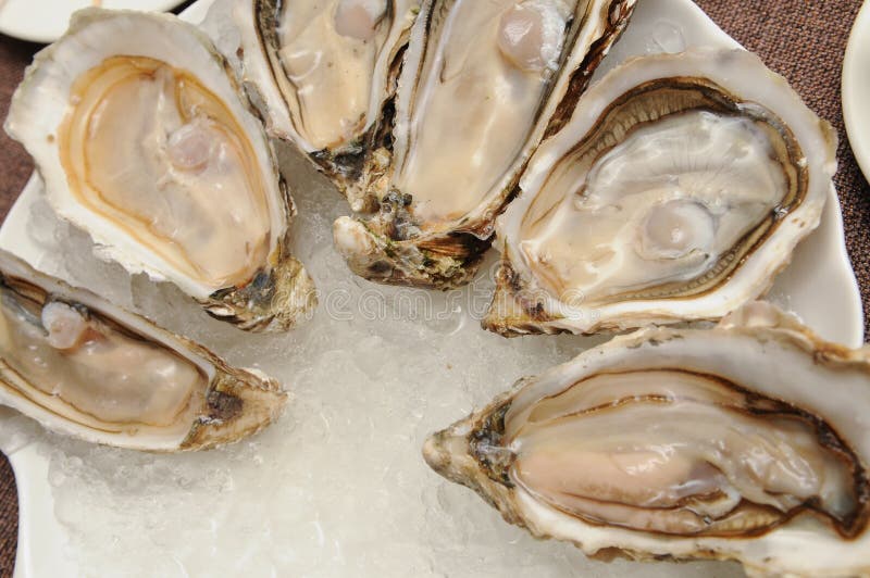 Oysters stock photo. Image of full, pacific, appetizer 12579482