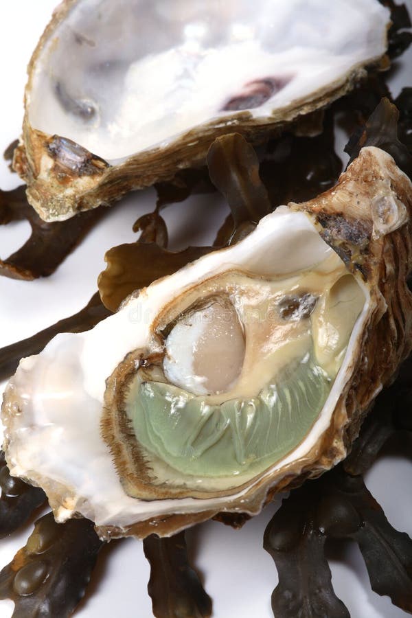 Fresh Unopened Oysters on Display Stock Image Image of unopened