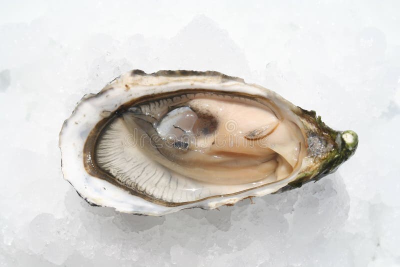 Oyster. Fresh Oyster Oyster. Fresh Oyster