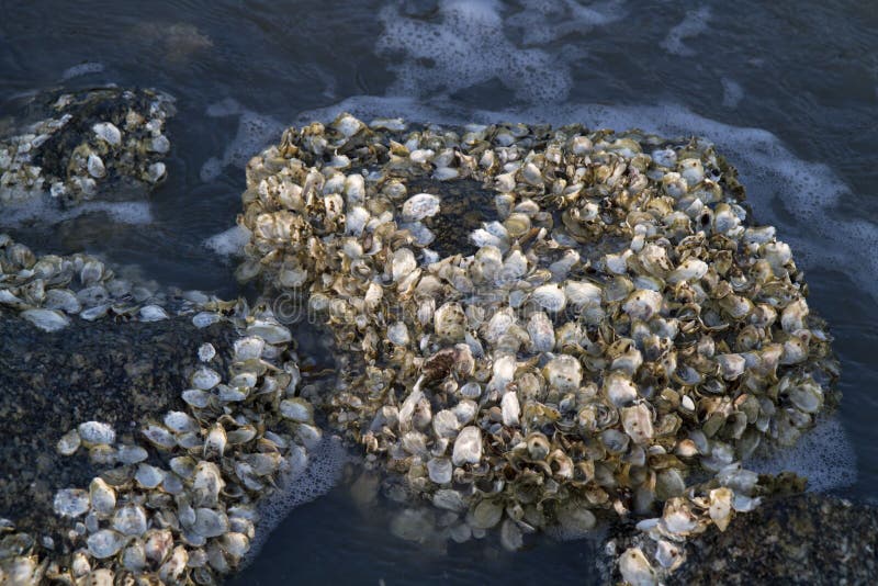 Oyster bar on the beach stock image. Image of ocean, coast 25620865