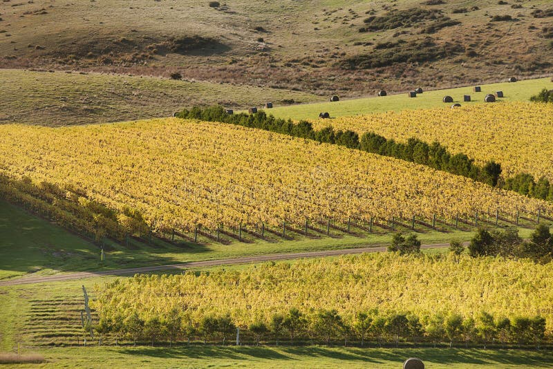 Oyster Bay Vineyards stock photo. Image of tasmania, australia 24800544