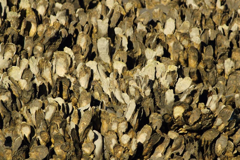 Oyster Bed stock image. Image of mollusc, oyster, shells 29068361