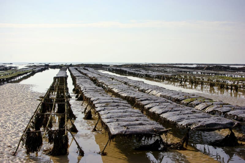 Oyster beds stock photo. Image of salt, local, markets 6616286