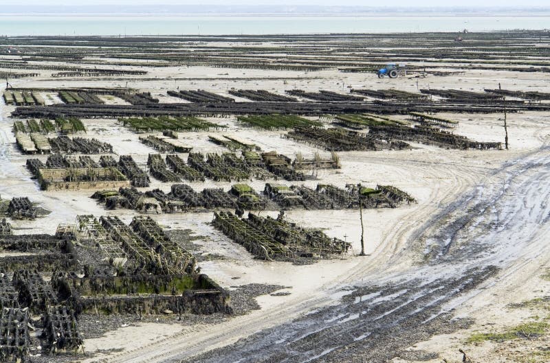 Oyster beds at Cancale stock image. Image of oyster, culture 34671569