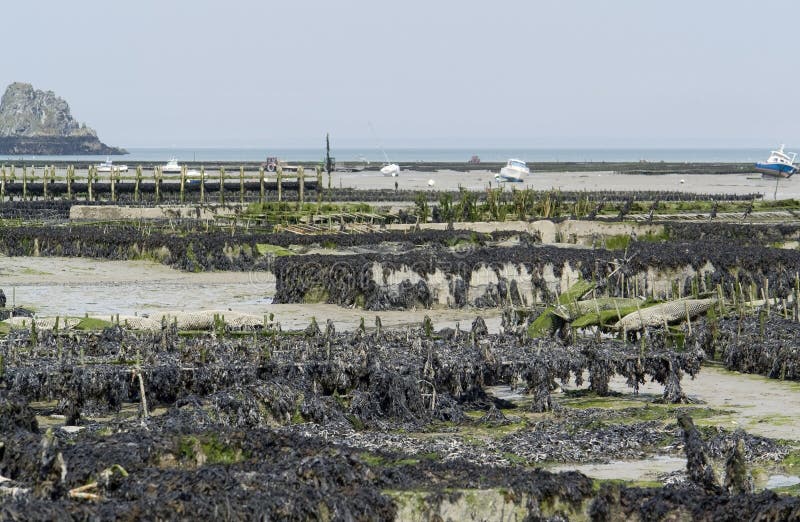 Oyster beds at Cancale stock photo. Image of overgrown 34905930