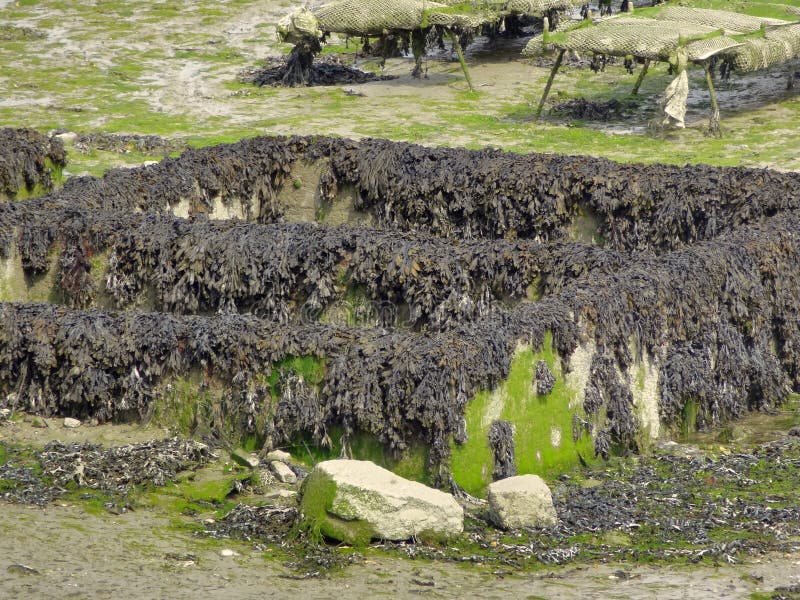 Oyster beds at Cancale stock image. Image of oyster, culture 34671569
