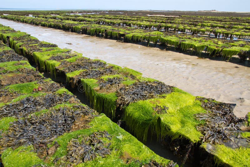 Oyster Beds Offshore Jersey Island, UK Stock Photo Image of seashells