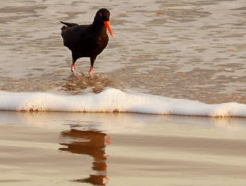 Oyster Catcher on beach stock image. Image of catcher 71622041