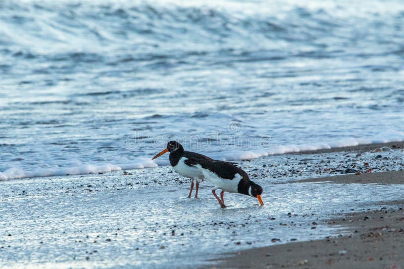Oyster Catcher Birds on the Beach in the Surf Stock Image Image of