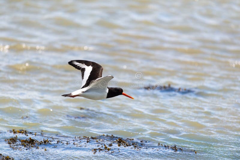 Oyster Catcher at Dutch Island Terschelling Stock Image Image of