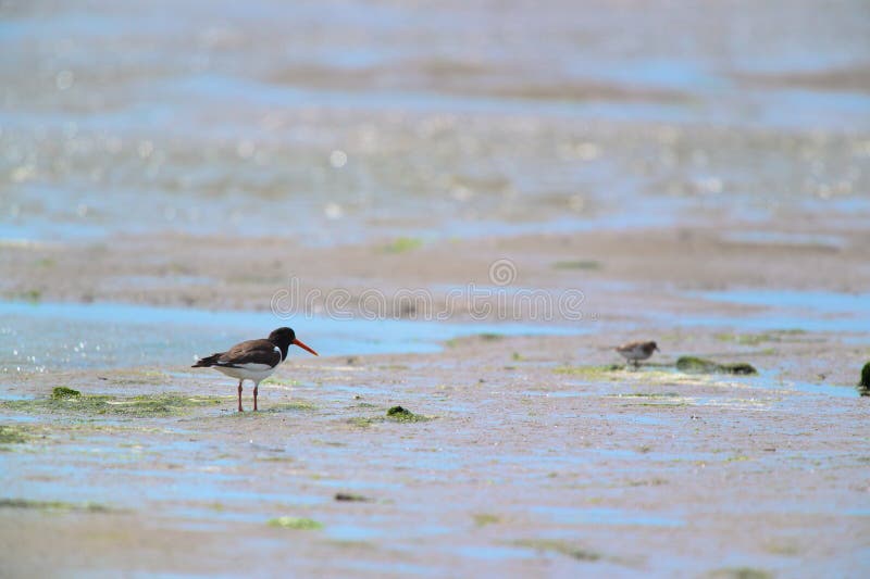 Oyster Catcher at Dutch Island Terschelling Stock Photo Image of