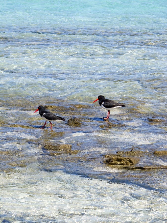 Oyster catchers stock image. Image of nature, hunting 16261833