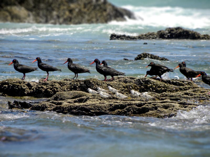 Oyster Catchers and Sandpipers 1 Stock Photo Image of oysters, birds