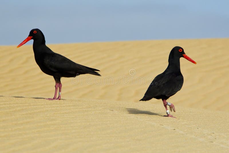 Two African Oyster Catcher Stock Photos Free & RoyaltyFree Stock