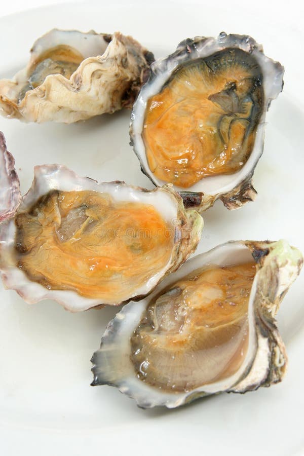 Belon flat oysters stock photo. Image of scallop, oyster 23703110