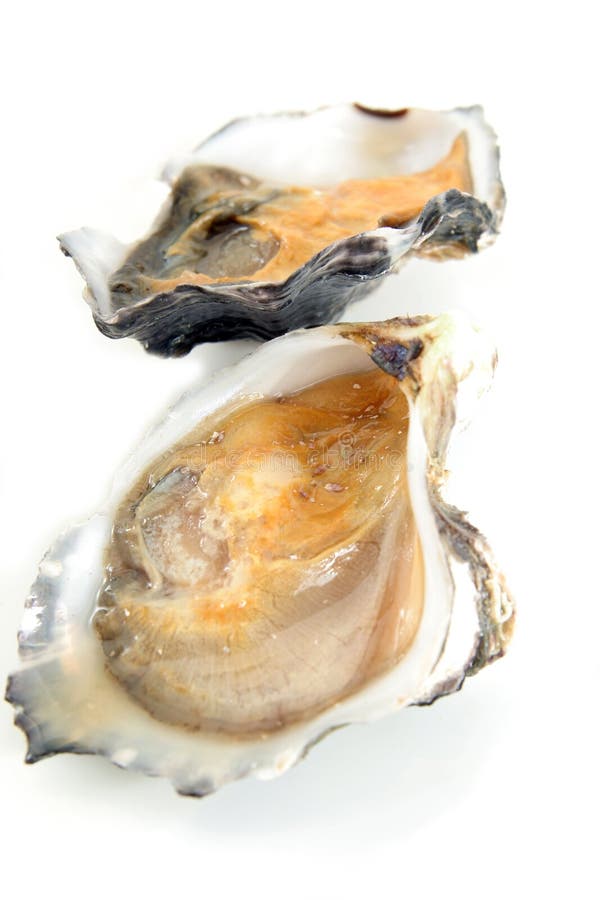 Oyster, or mussel