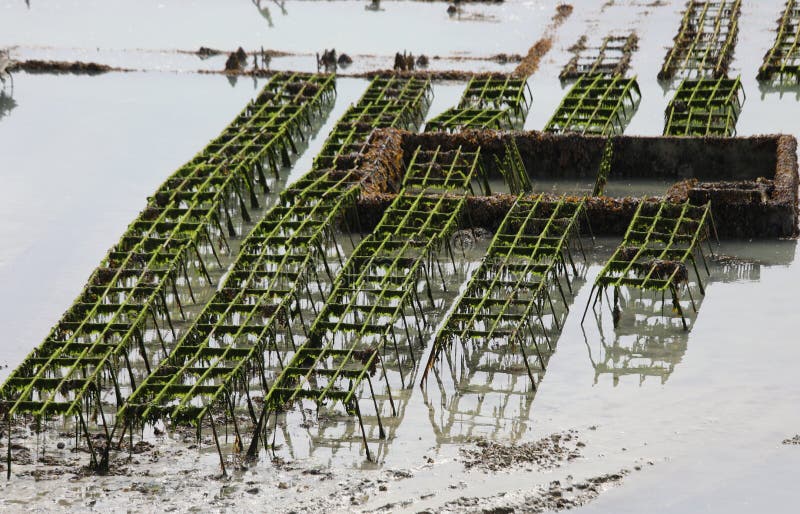 Oyster Cultivation on Special Infrastructures Inside the Sea Stock