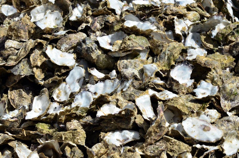 Live Sydney Oysters on Rocks in Sunlight Stock Image Image of oyster