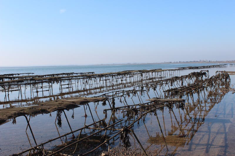 Oyster farm stock image. Image of oyster, horizon, harbor 29343505