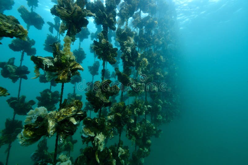 Oyster Farm stock photo. Image of coastal, coast, ocean 76259788