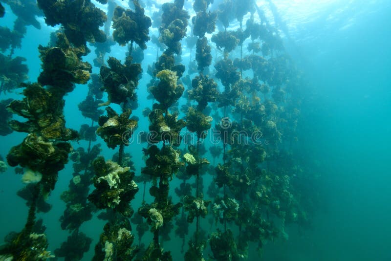 Oyster Farm stock image. Image of fisherman, diving, mollusk 76259801