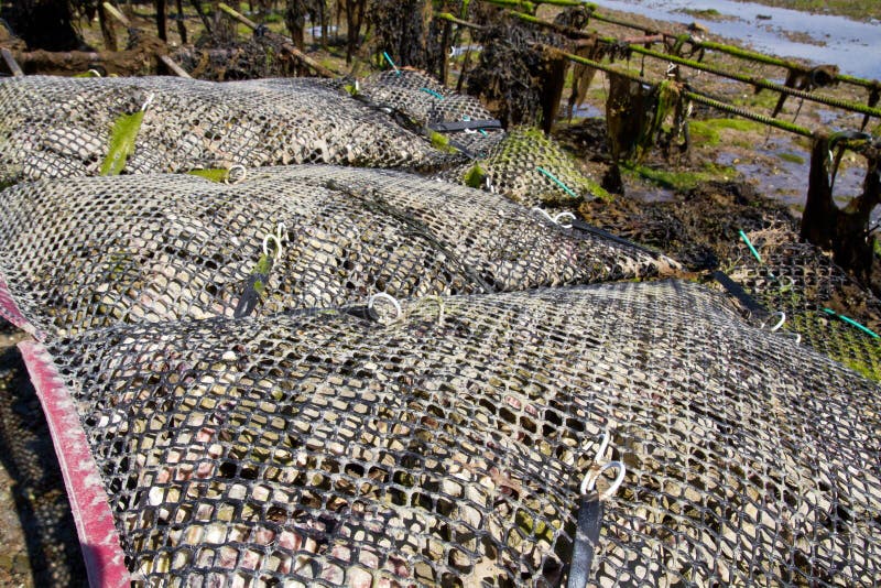 Oyster Farming on the Island of Jersey, UK Stock Image Image of