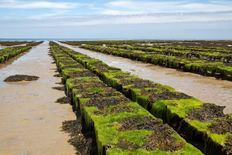Oyster Farming on Jersey, UK Stock Image Image of harvest, gourmet