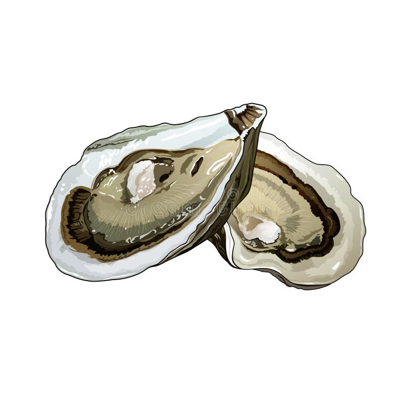Oyster, Illustration stock illustration. Illustration of fish 78294941