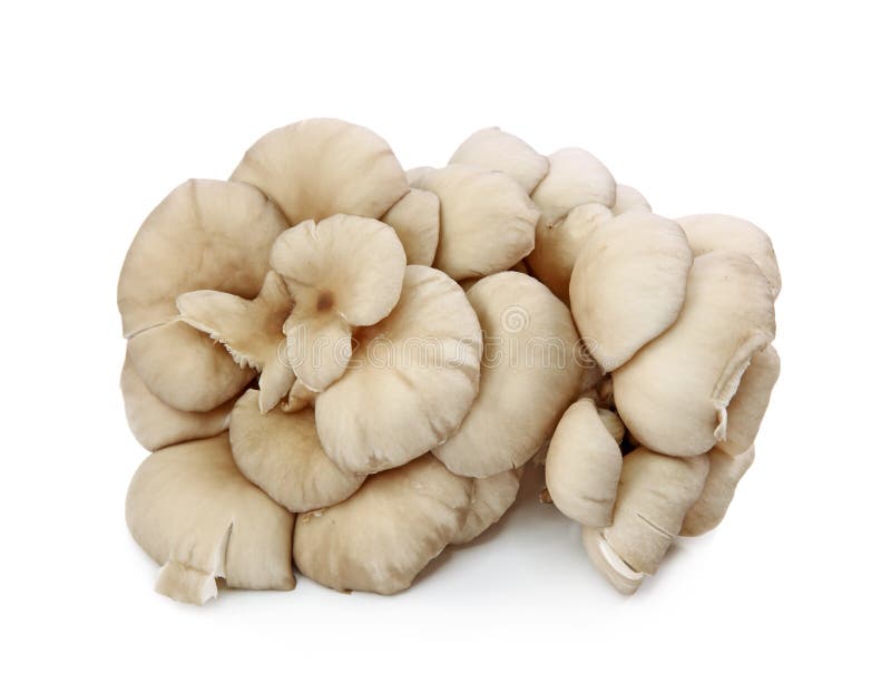 Oyster mushroom isolated on white background