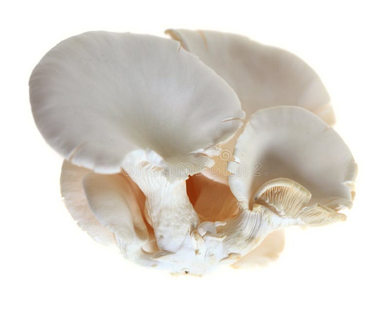 The edible oyster mushroom, Pleurotus ostreatus, that is used in Japanese, Chinese and Korean food