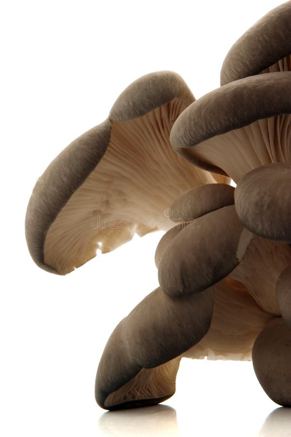 Oyster mushroom over white background