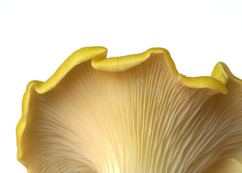 Detail of the underside of a delicate yellow oyster mushroom.