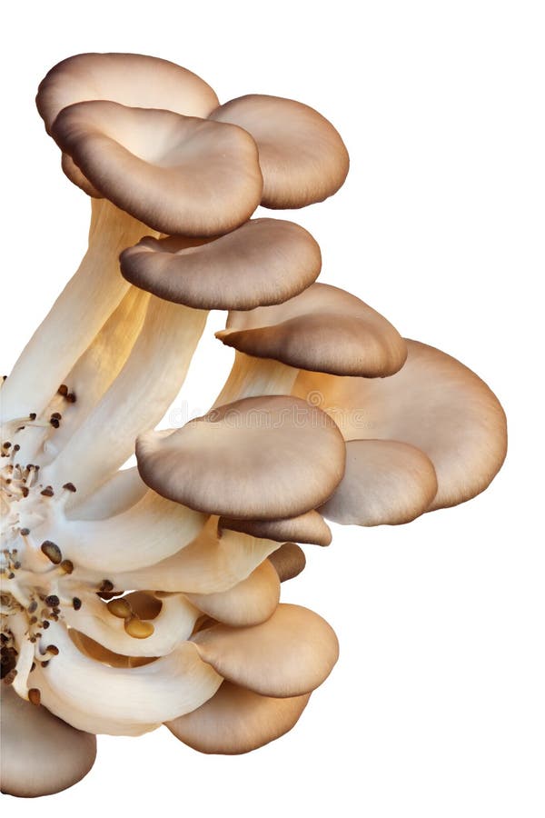 Oyster mushroom, bunch of fresh cultivated pleurotus ostreatus, isolated - clipping path. Oyster mushroom, bunch of fresh cultivated pleurotus ostreatus, isolated - clipping path