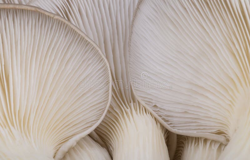 Oyster mushroom gills close-up in studio