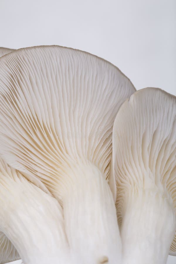 692 Oyster Mushroom Gills Stock Photos Free & RoyaltyFree Stock