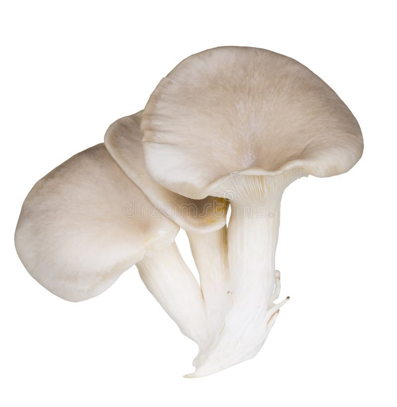 692 Oyster Mushroom Gills Stock Photos Free & RoyaltyFree Stock