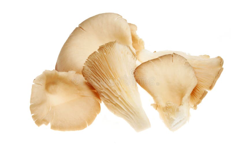 Oyster mushroom group