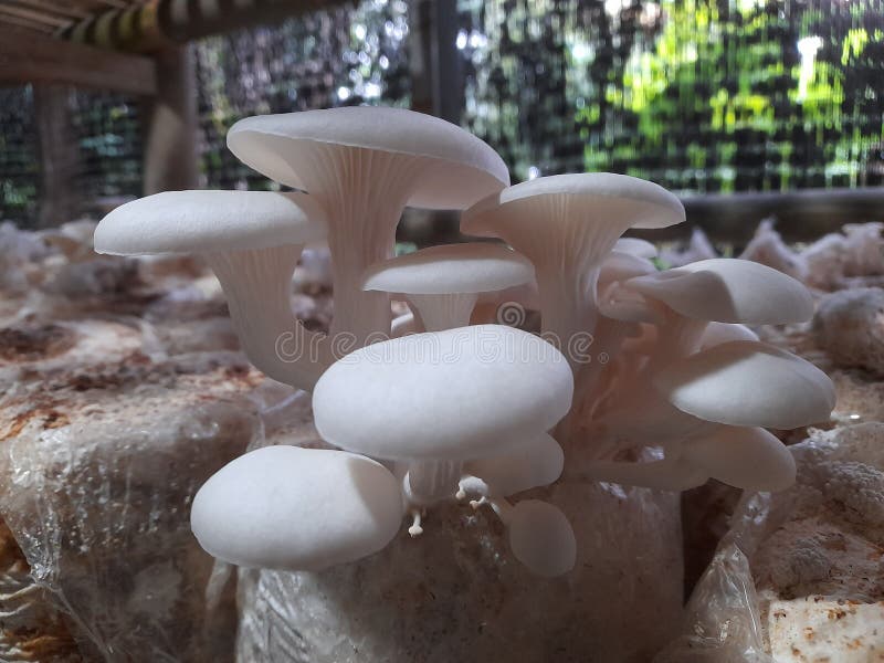 Oyster Mushroom or Jamur Tiram Putih Stock Image Image of oyster
