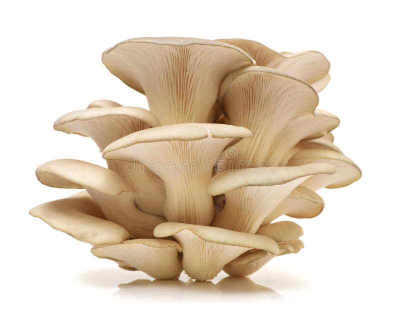 Oyster mushroom