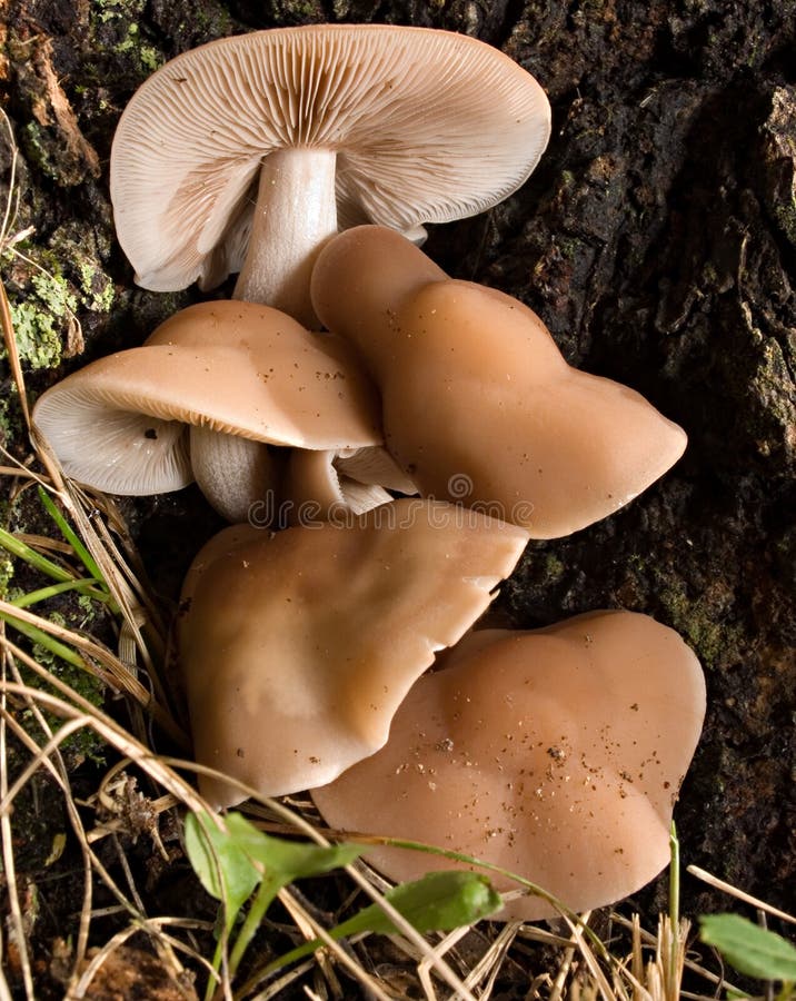 Macro image of Oyster mushrooms (Pleurotus ostreatus) growing at the base of a tree. Macro image of Oyster mushrooms (Pleurotus ostreatus) growing at the base of a tree.