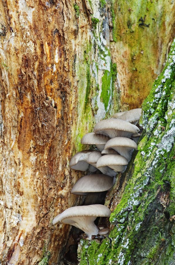 Oyster mushroom (Pleurotus ostreatus) in natural environment