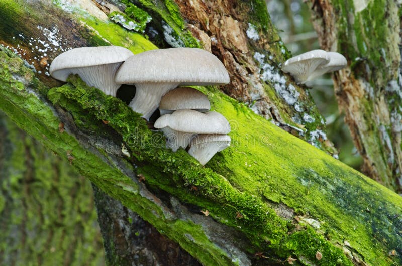 Oyster mushroom (Pleurotus ostreatus) in natural environment