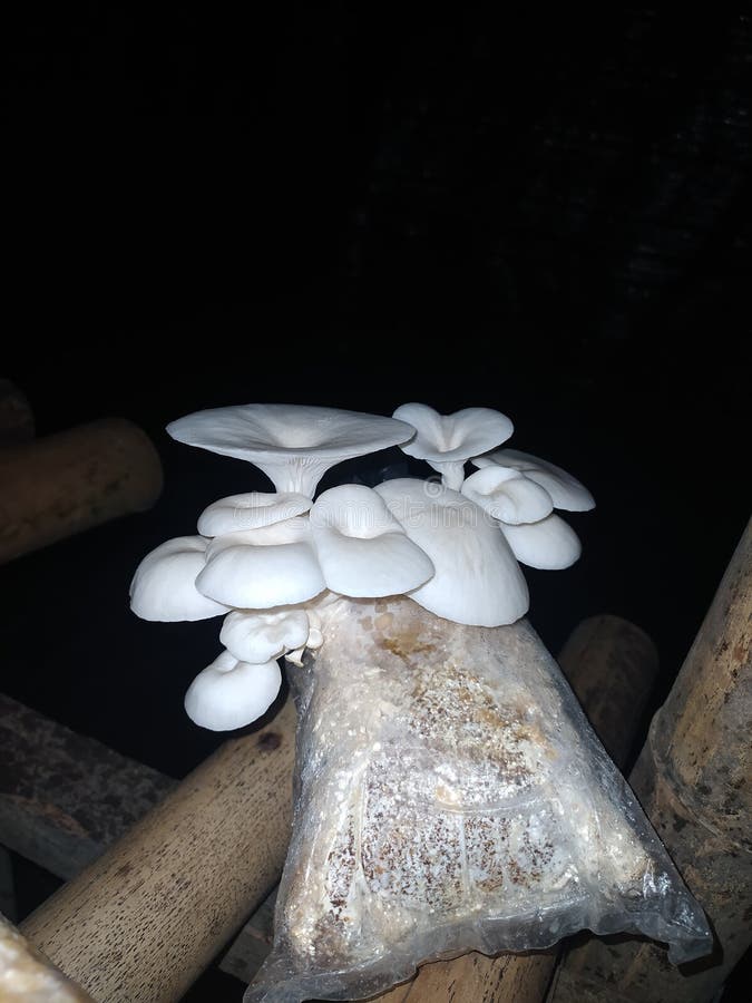 Oyster Mushroom in polybag stock photo. Image of fungi 268055902