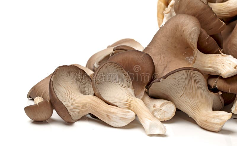 Oyster mushroom on white background
