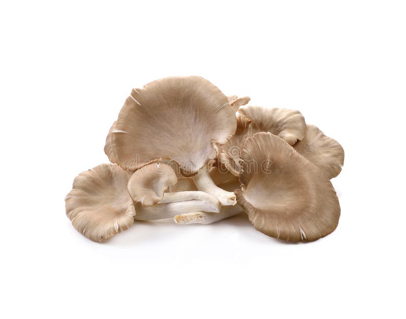 Oyster mushroom on white background