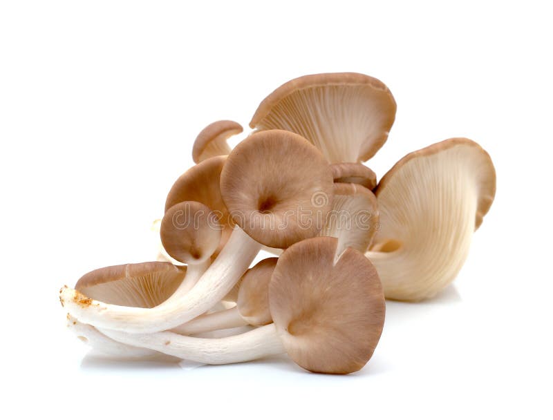 Fresh oyster mushroom on white background