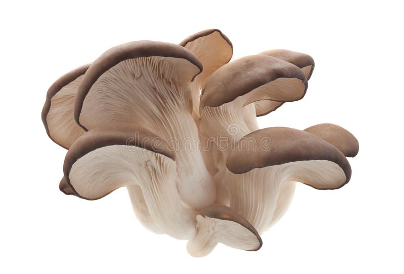 Oyster mushroom closeup isolated on white background. Oyster mushroom closeup isolated on white background